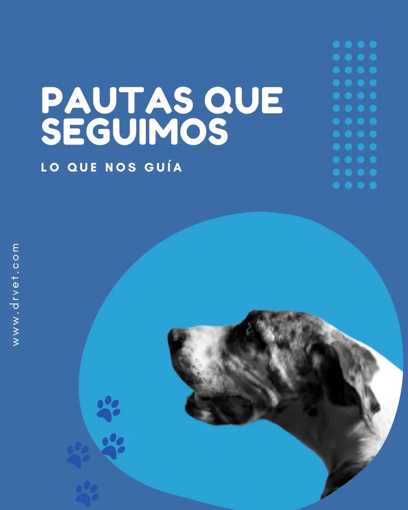 Imagen de un perro con texto alusivo a los valores de Dr. Vet Hospital Veterinario